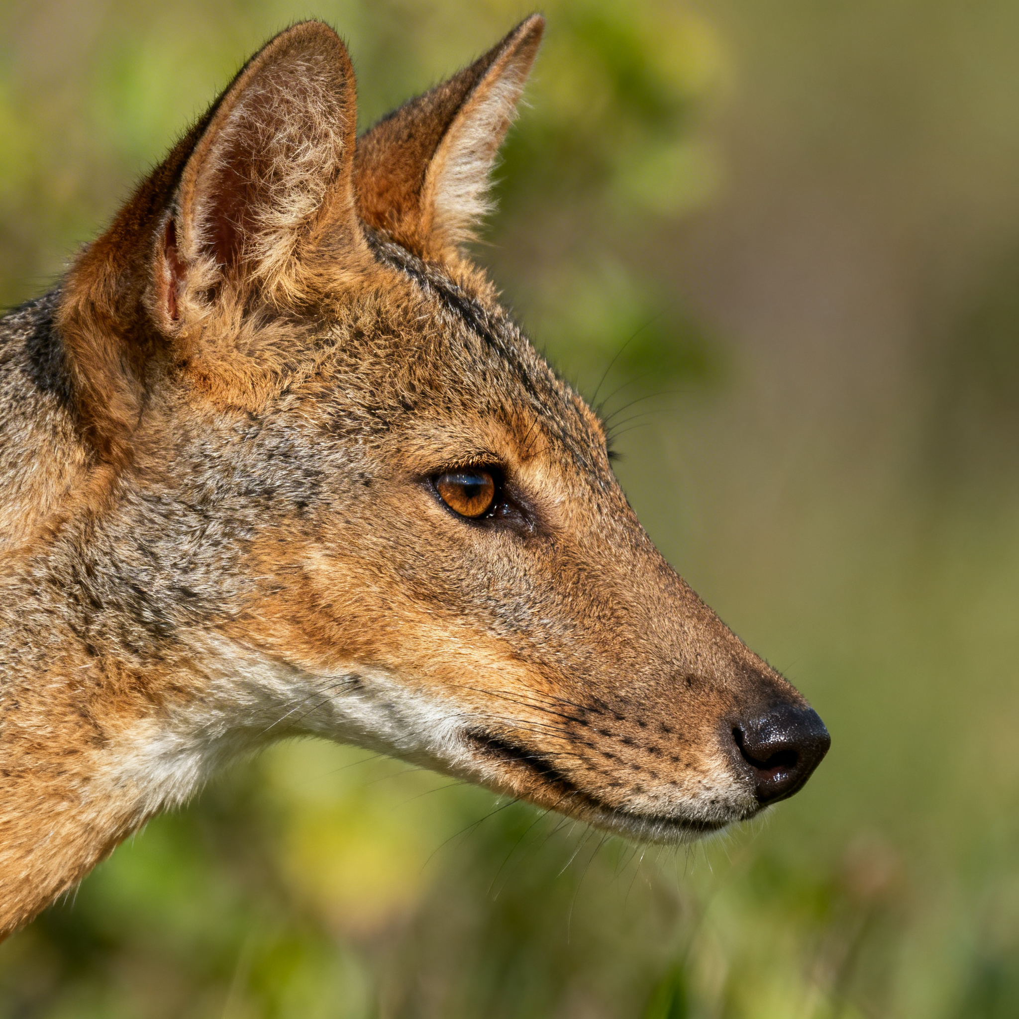 Featured image for canon rf 100 500mm review ultimate wildlife photography lens