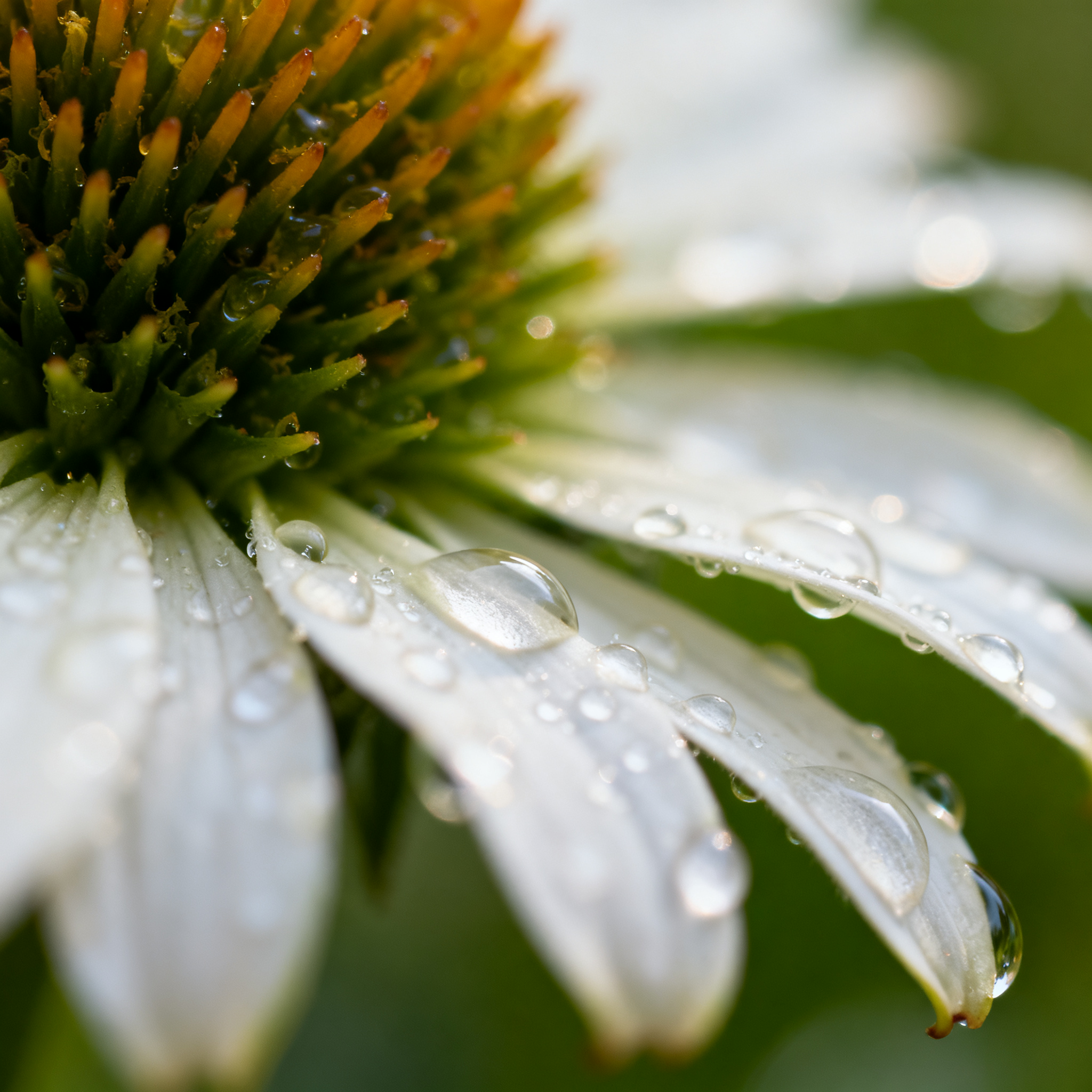 Master Macro Photography: 7 Techniques for Stunning Close-Ups