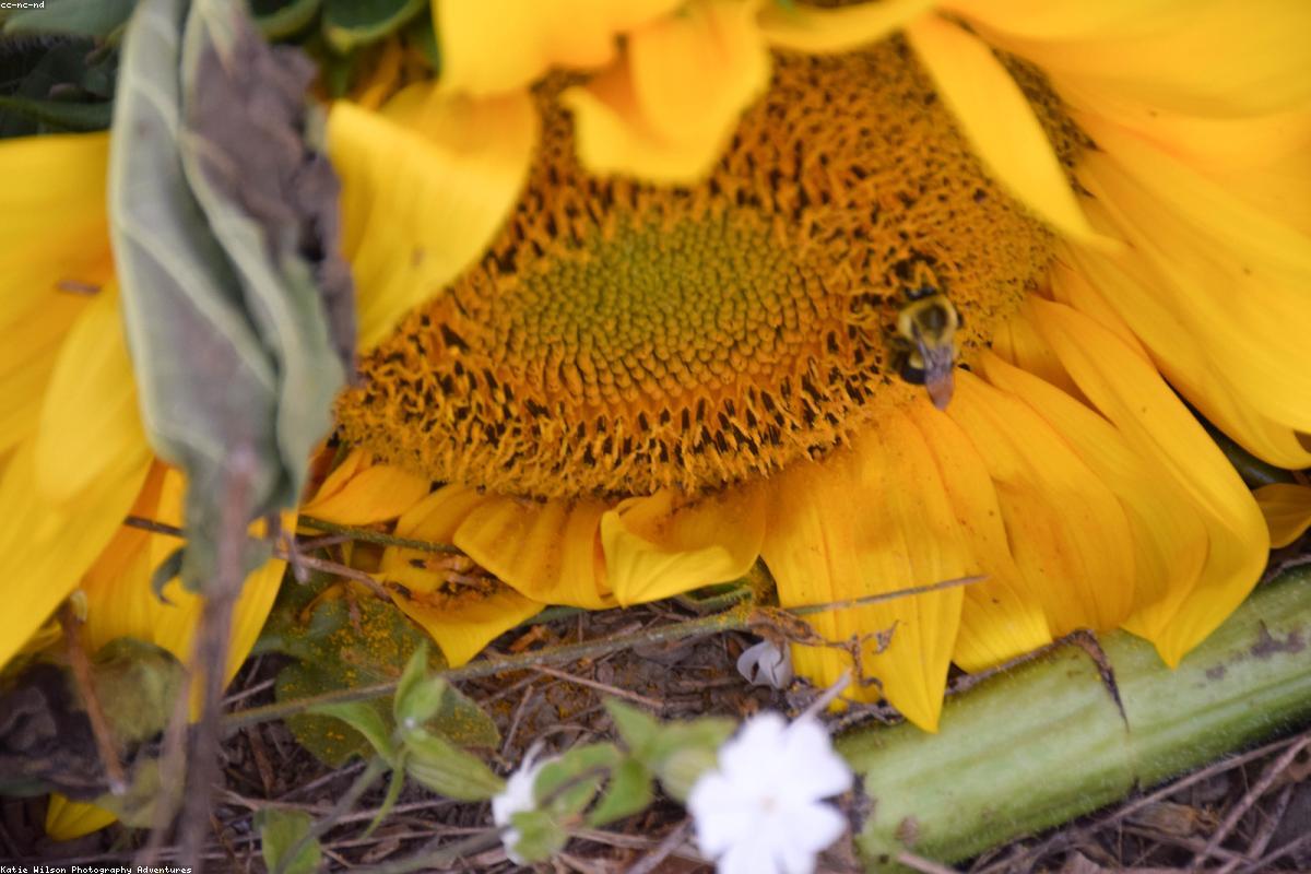 Featured image for night sky photography guide tips for stunning astrophotos