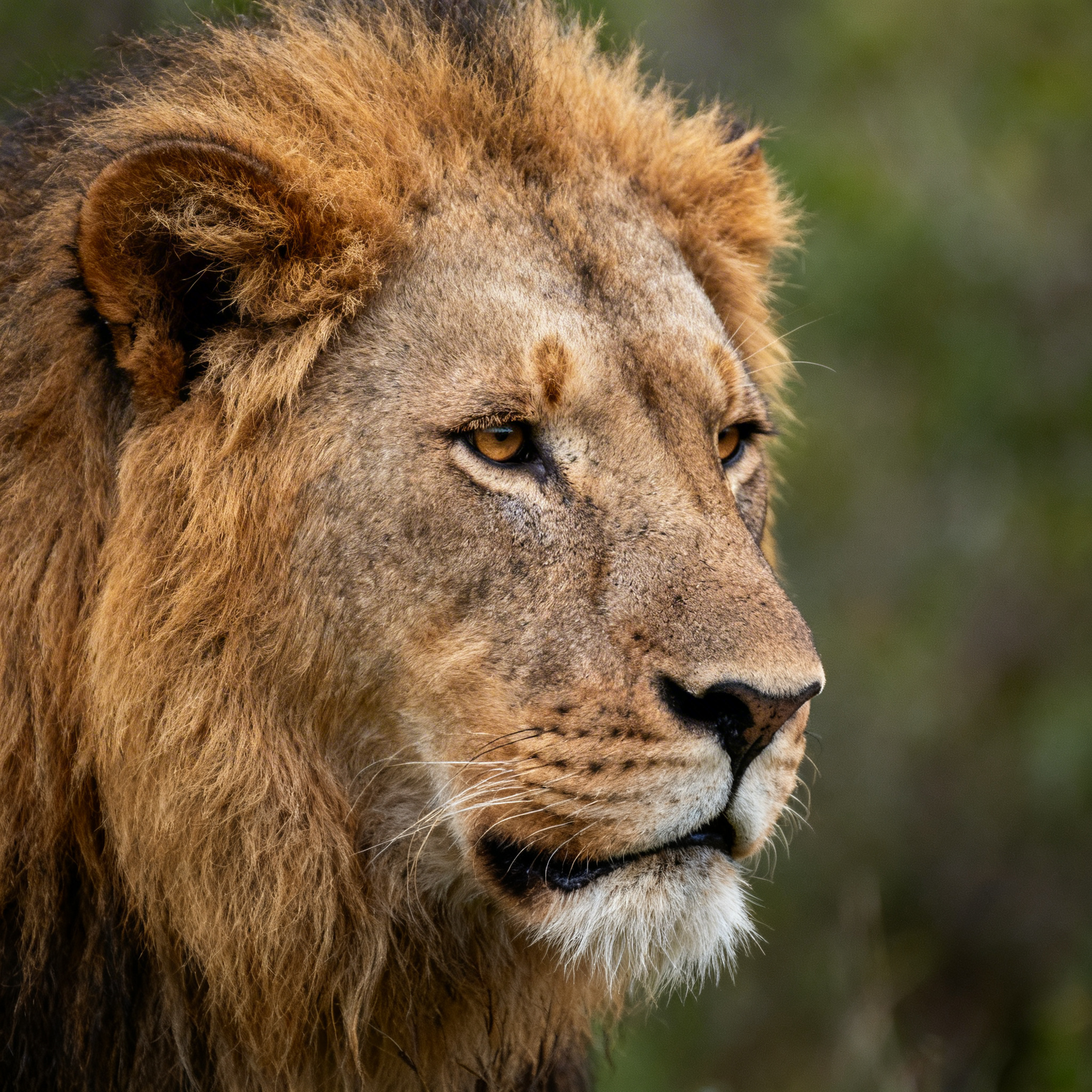 Featured image for wildlife photography tips master pro techniques in 2024