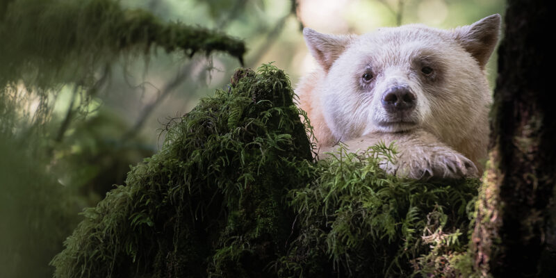 Are You Good, or Just Lucky?