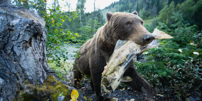 The Golden Merganser: About the Image