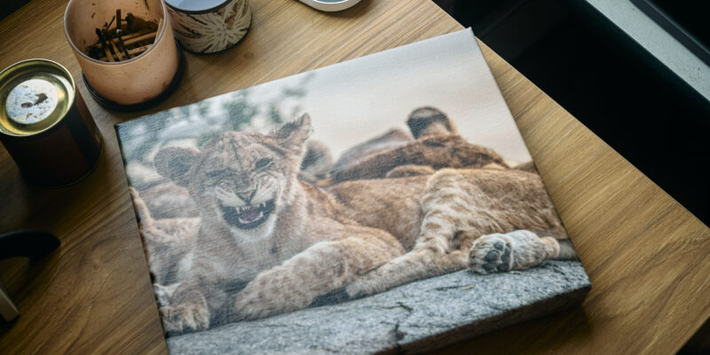 The Thing Every Experienced Wildlife Photographer Needs