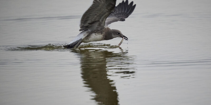 A Tip to Make Bird Photography Easier