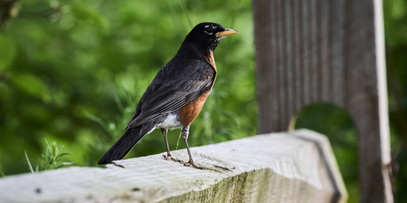 The Bird Photography Tip Everyone Forgets