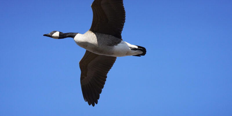 Why You Want a High Megapixel Camera for Birding