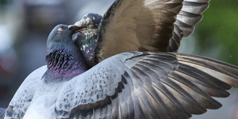 We’ve Reached Peak Bird Photography. But So Much of it Sucks