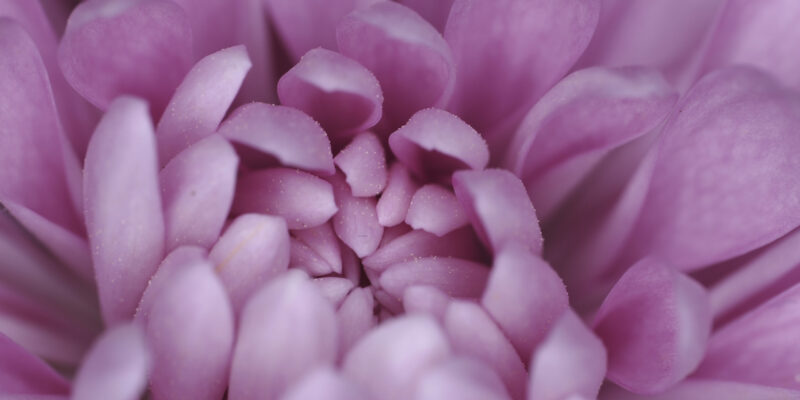 6 Tips to Instantly Elevate Your Flower Photography