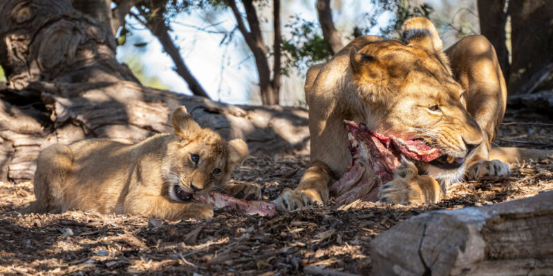 How do I photograph through a wire fence?