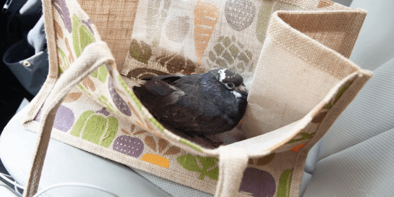 The Volunteers Who Rescue New York City’s Injured Birds