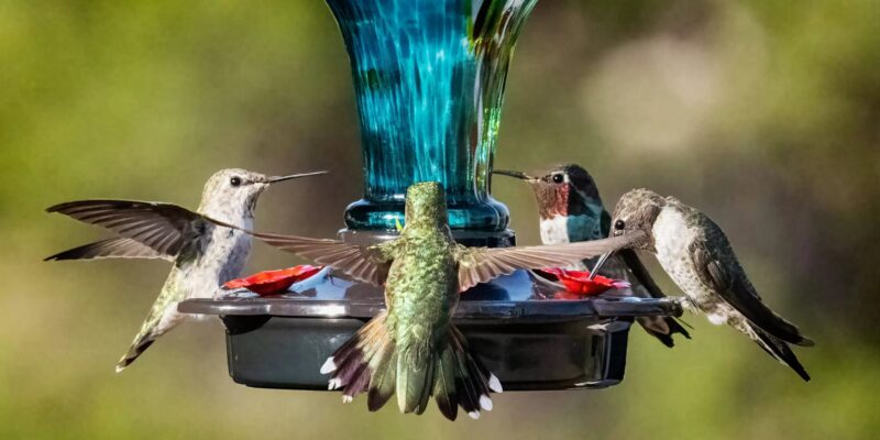 Hummingbirds in migration – Photofocus
