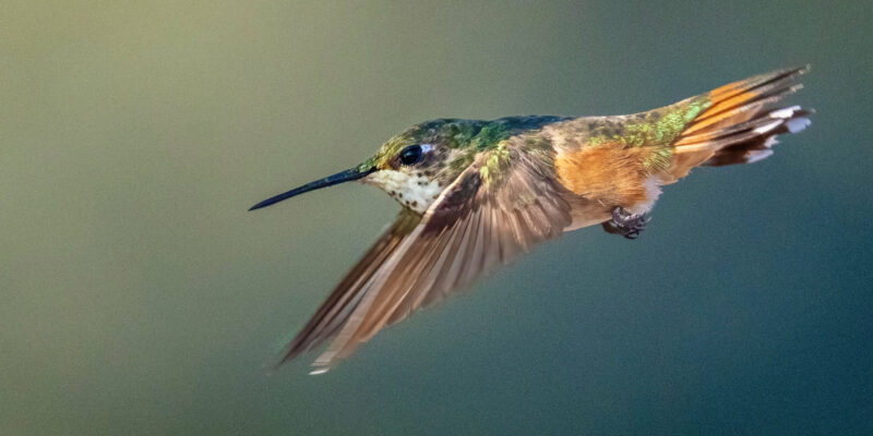 Photographing hummingbirds – Photofocus